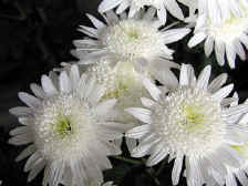 Three white chrysanthemums