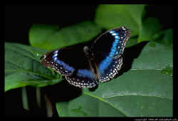 Kuranda butterfly