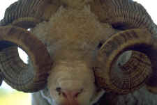 Curly-horn sheep