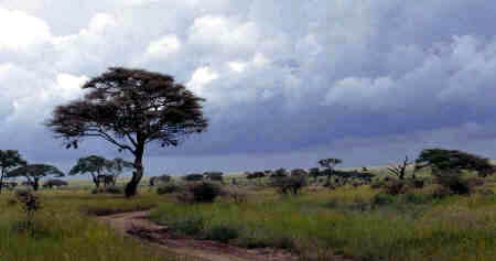 Serengeti vista