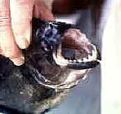 Amazon piranha