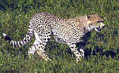Cheetah in the Serengeti