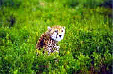 Cheetah in Serengeti