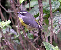 CRBelize bananaquit
