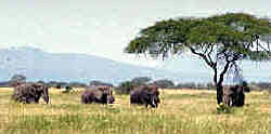 Elephants in Tarangire