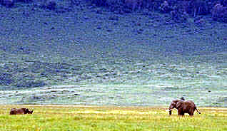Faceoff in the Ngorongoro