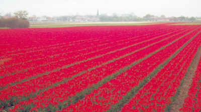Red tulips in Holland