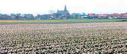 Tulip field and church, Holland