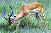 Impala in Tarangire
