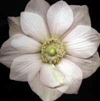 Miyako flower