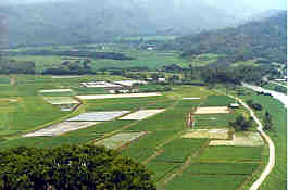 Hanalei valley