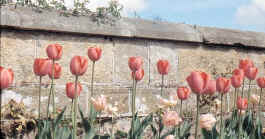 Tulips at Great Dixter in Kent