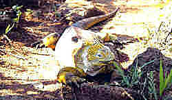 Land iguana