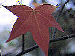 Autumn leaf