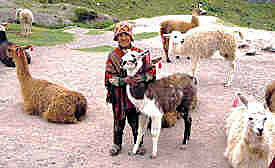 Peruvian and llamas