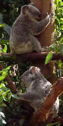 Koalas