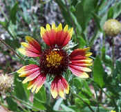 Indian Blanket