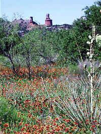 Palo Duro Indian Blankets and yucca