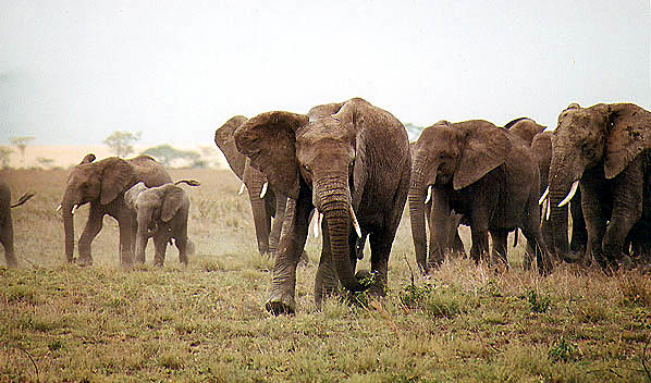 Tanzania Elephant Charge