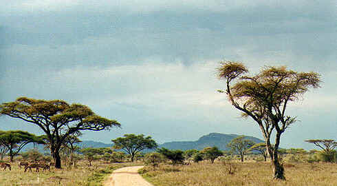 Tanzania landscape with zebras and acacias