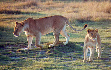Tanzania: lioness and cub