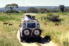 Wildlife viewing by Land Rover