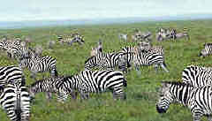 Zebras in the Serengeti
